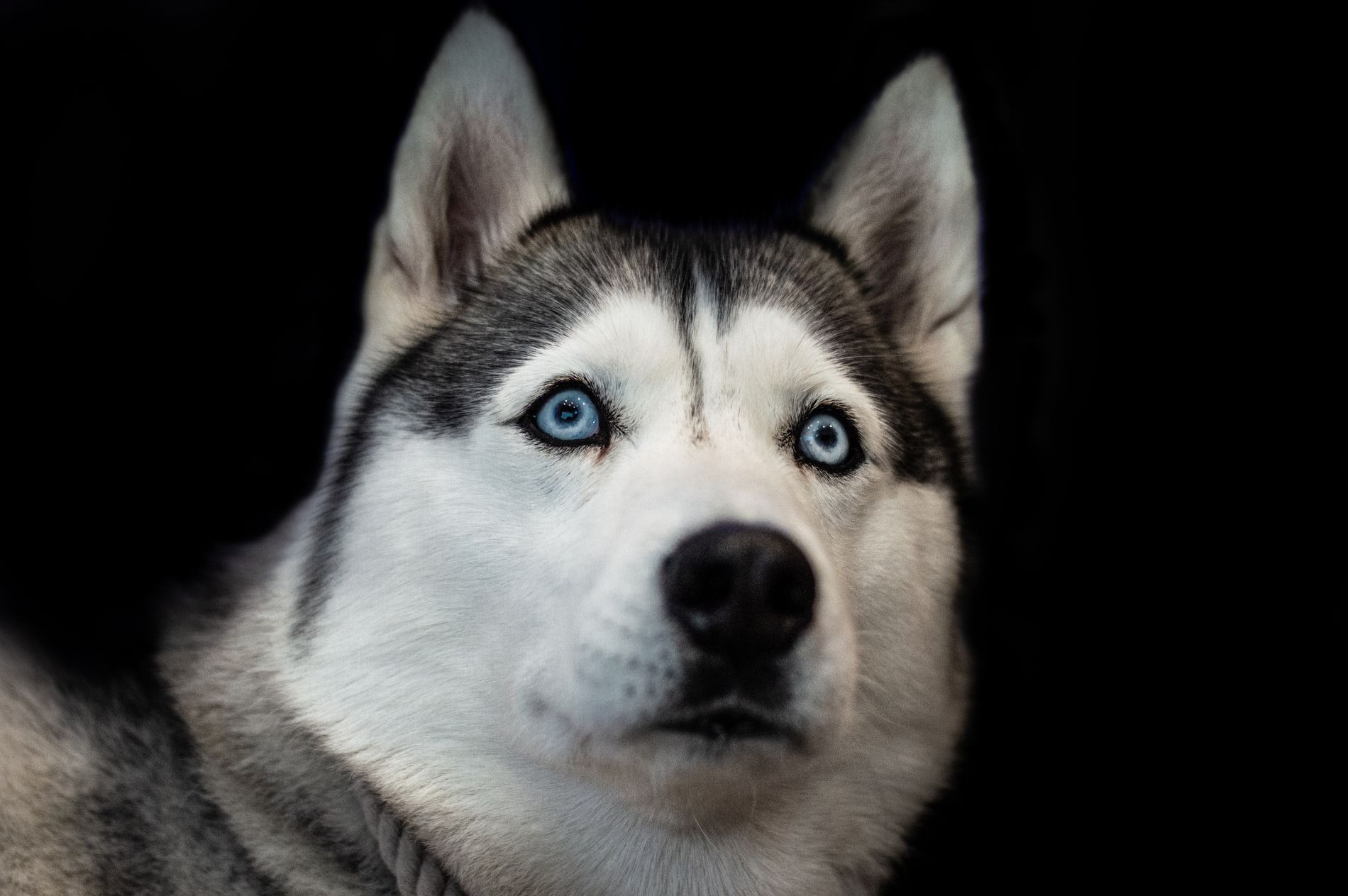 Photographie d'un chien