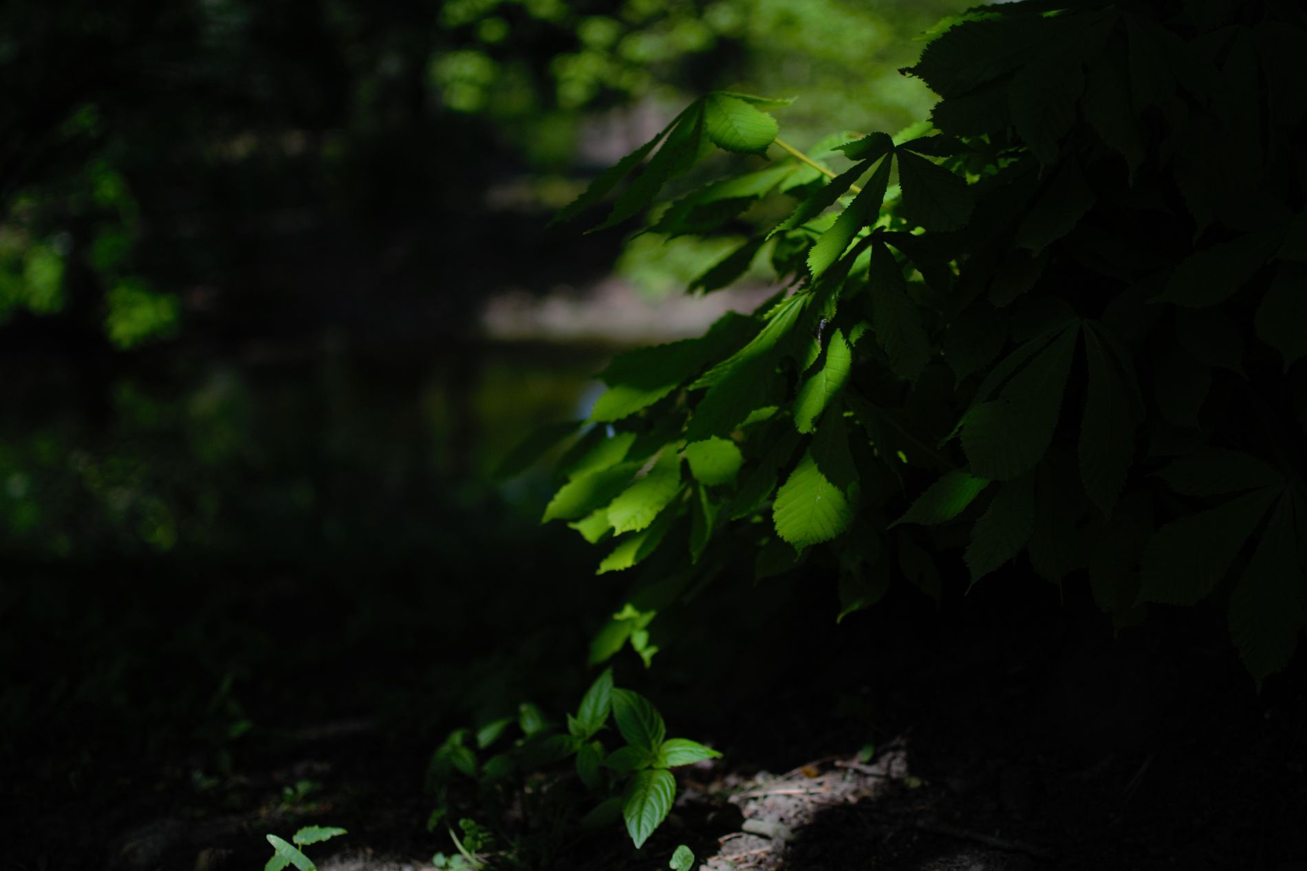 Photographie de la nature