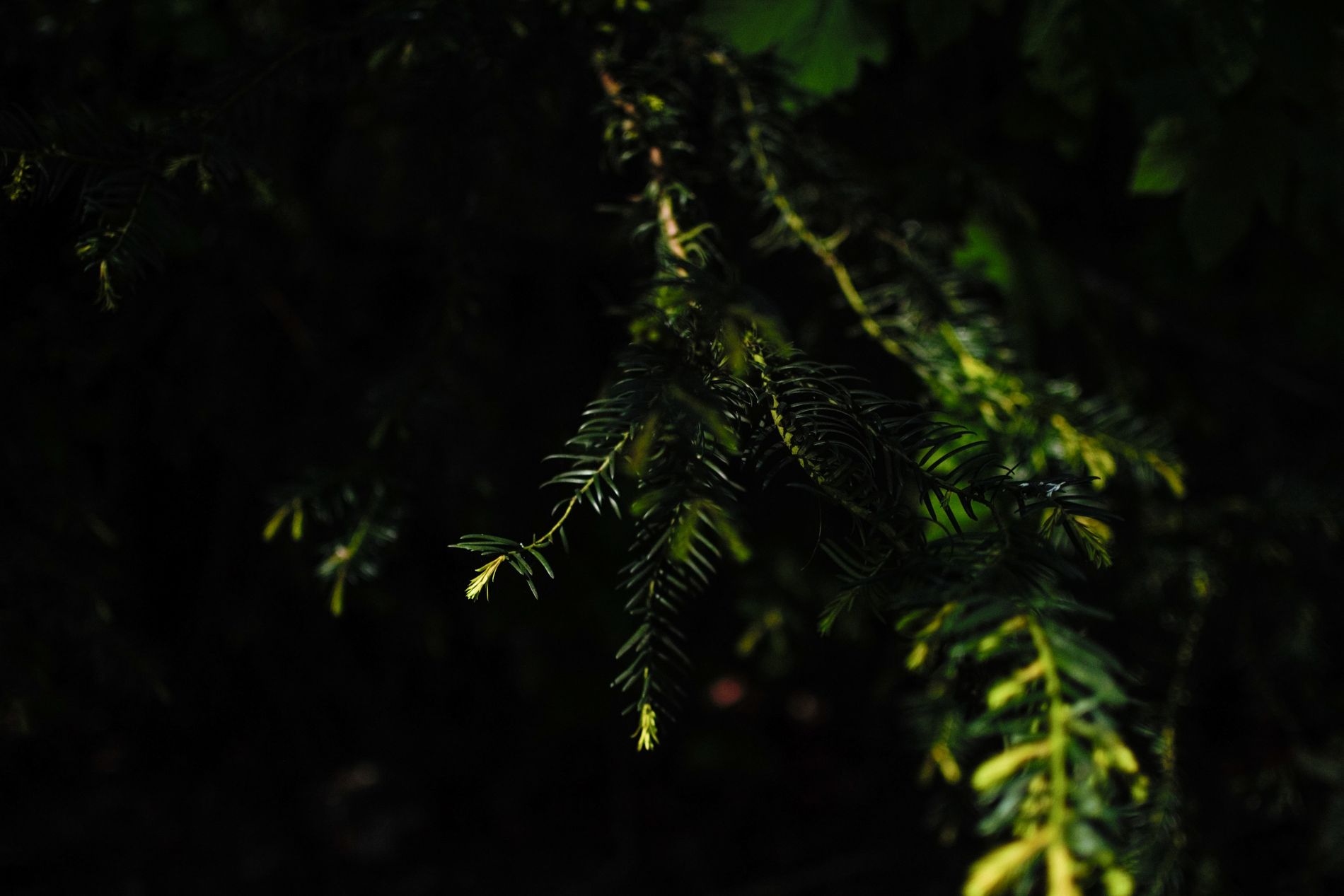 Photographie de la nature par AME Photography