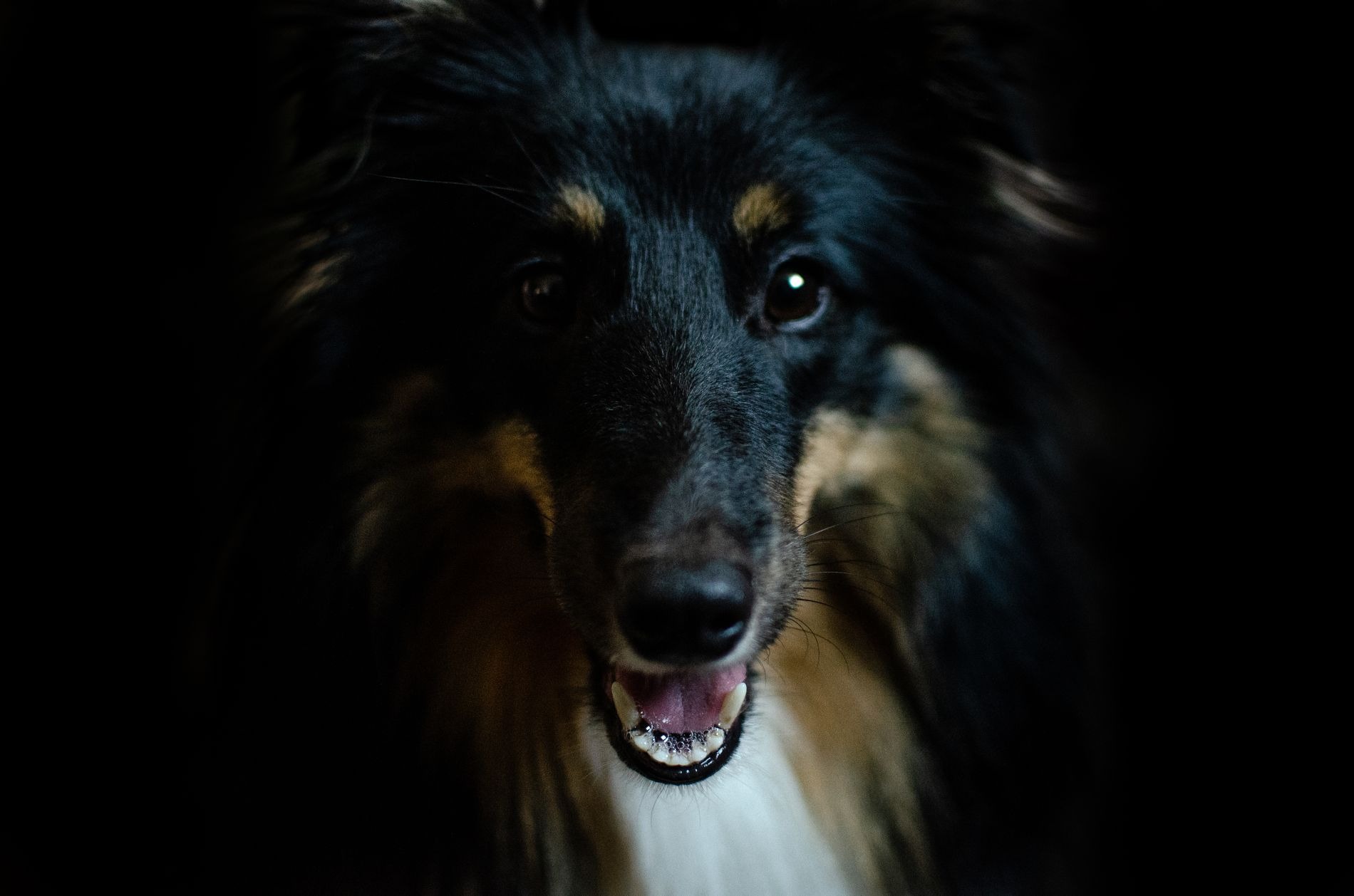 Photographie d'un chien