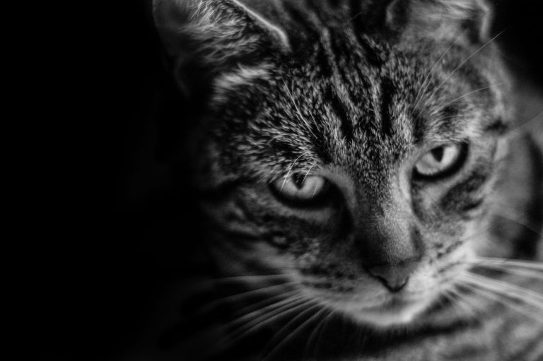 Photographie d'un chat